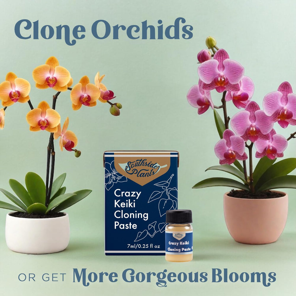 Keiki Cloning Paste - Miracle Growth for Orchids & Houseplants - Generate New Life with Cytokinin, Hormones & Vitamins - 0.25oz