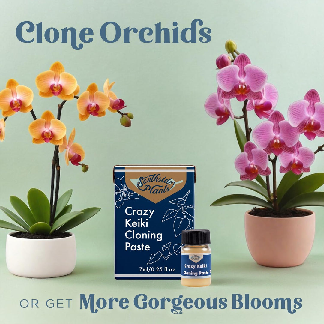 Keiki Cloning Paste - Miracle Growth for Orchids & Houseplants - Generate New Life with Cytokinin, Hormones & Vitamins - 0.25oz