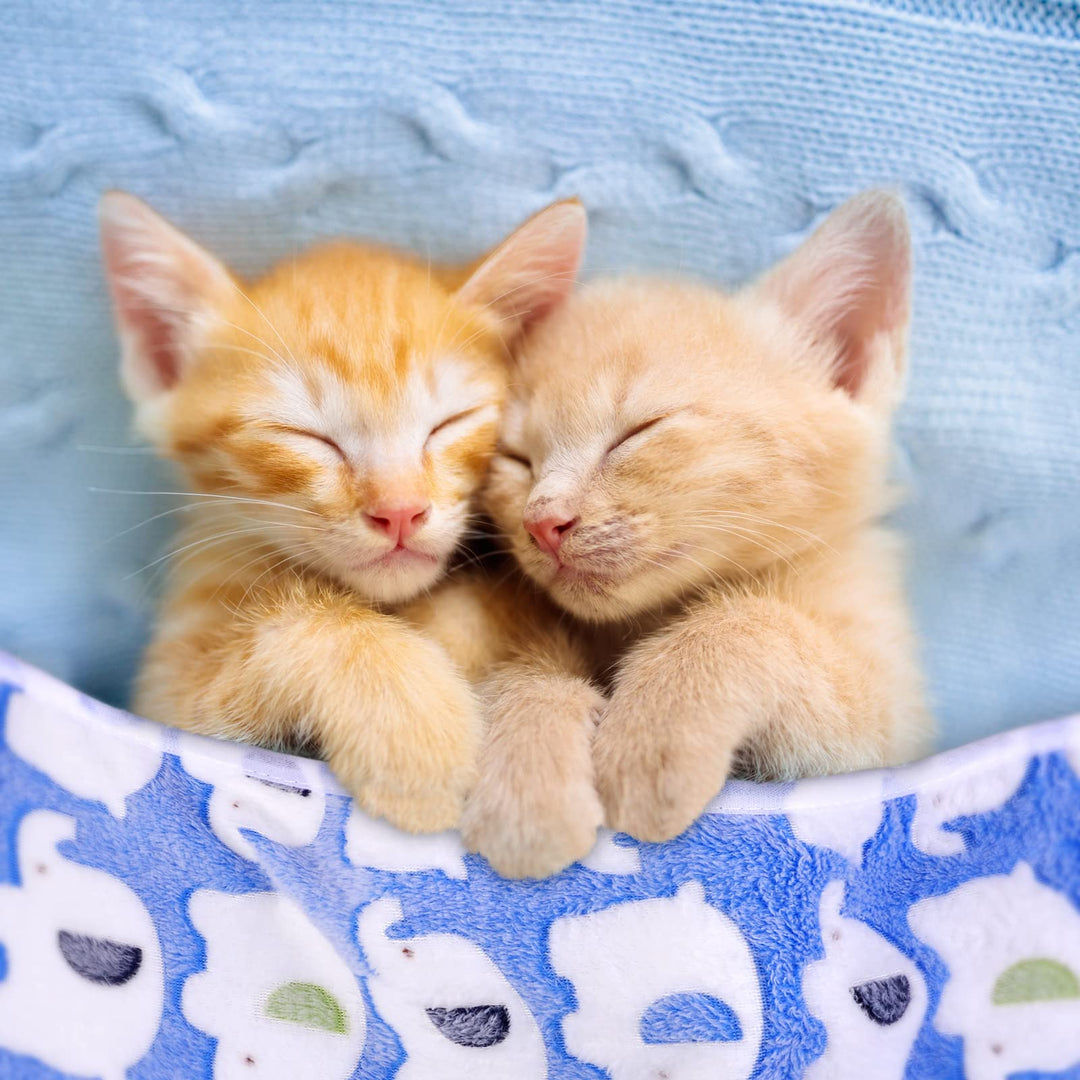 12 Pieces Dog Blanket Warm Pet Blankets Puppy Kitten Small Animals Blankets Washable Fluffy Blankets for Dog Cat, 24 x16 Inch