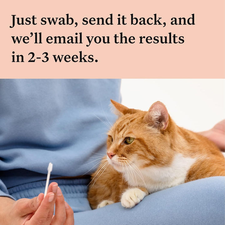 Panel Complete: Comprehensive Cat DNA Test kit for 45 Genetic Health Conditions, 70+ Breeds and populations, 25+ Traits, Blood Type - Pack of 1