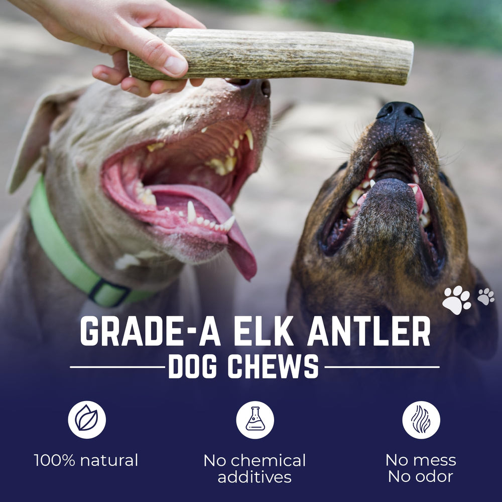 . Elk Antlers for Dogs, Large 6+, 1 Pack, Grade A Long Lasting Chew for Aggressive Chewers, Premium USA Naturally Shed Antler – Healthy, No Odor, Durable Dog Chew