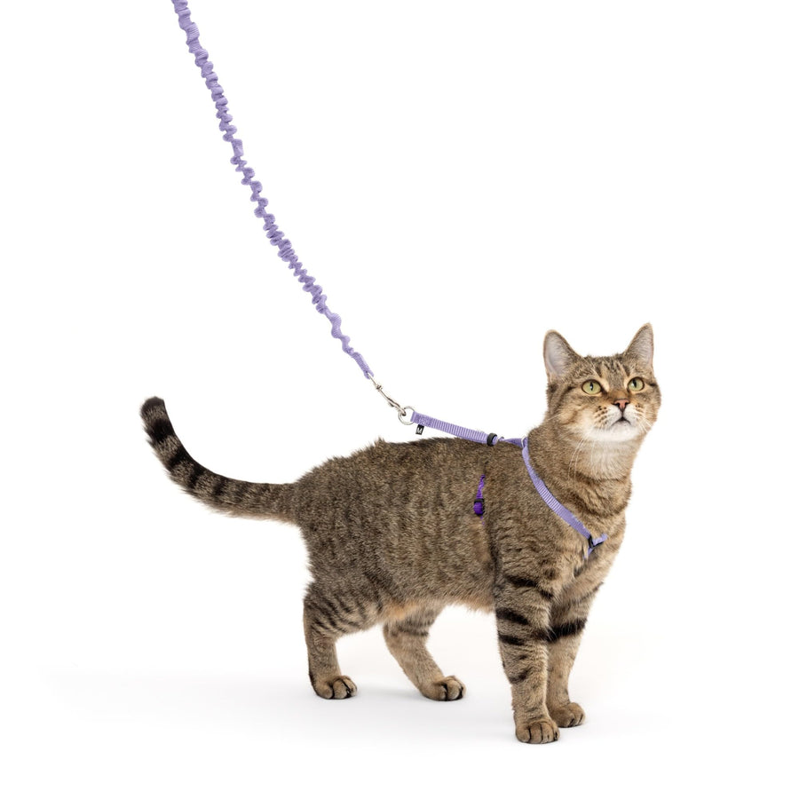 Come with Me Kitty Harness and Bungee Leash, Medium, Lilac