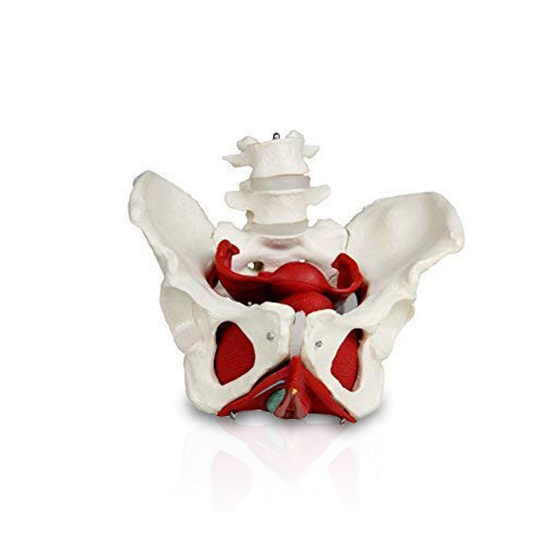 PB00024 Female Pelvis with Organs | Pelvic Floor Muscles and Reproductive Organs | Removable Organs Include Uterus, Colon and Bladder | Includes Detailed Instruction Manual