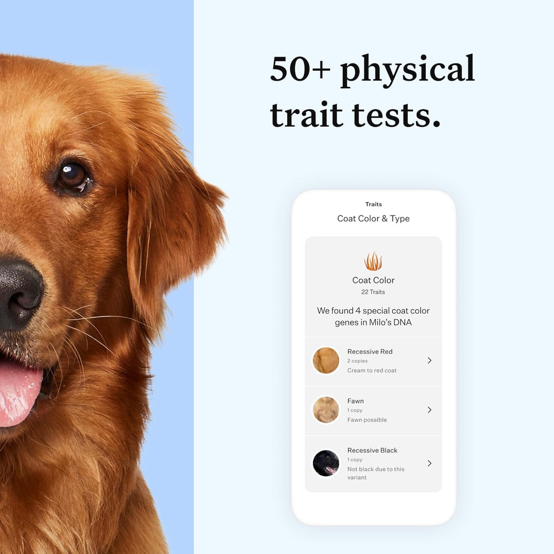 Panel Essential Dog DNA Kit: Most Accurate Test for 365+ Breeds, 30 Genetic Health Conditions, 50+ Traits, Relatives, Ancestry - 2 Pack