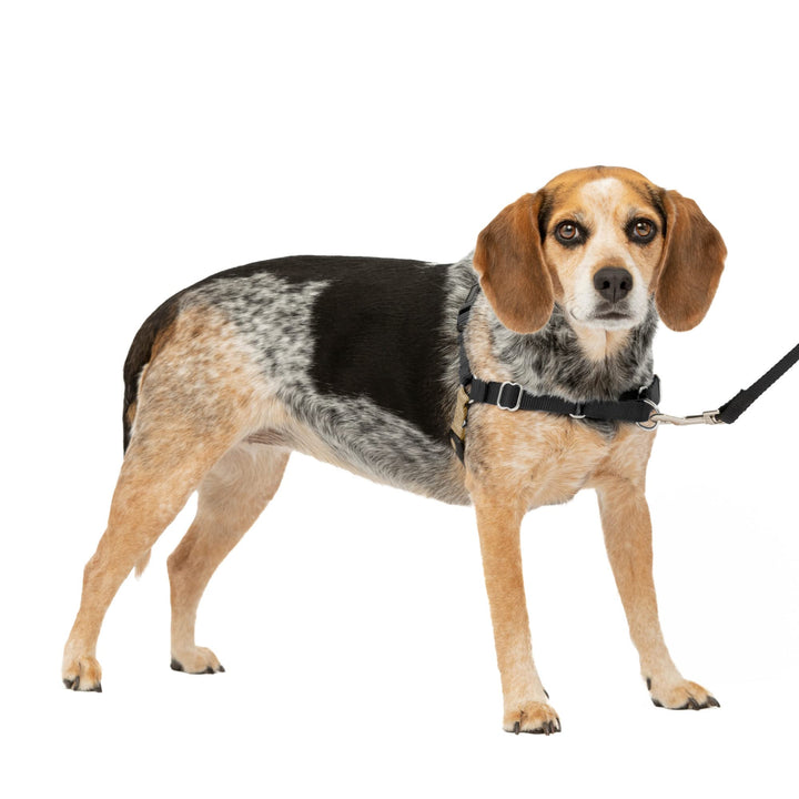 Easy Walk No-Pull Dog Harness - The Ultimate Harness to Help Stop Pulling - Take Control & Teach Better Leash Manners - Helps Prevent Pets Pulling on Walks, Small/Medium, Black/Silver
