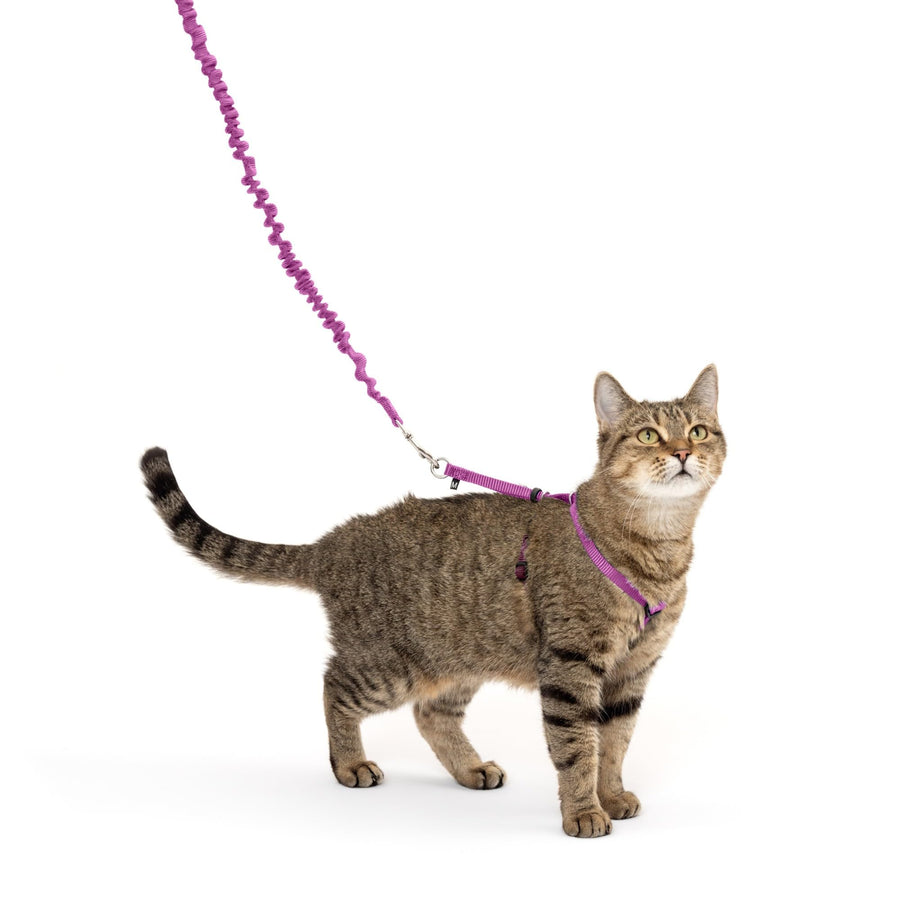 Come with Me Kitty Harness and Bungee Leash, Medium, Dusty Rose