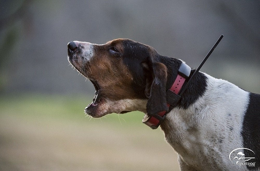Brand TEK Series 2.0 GPS Tracking + E-Collar System - 10 Mile Range - Waterproof and Rechargeable - Tone, Vibration, and 99 Levels of Shock - Expandable to Locate and Train up to 21 Dogs