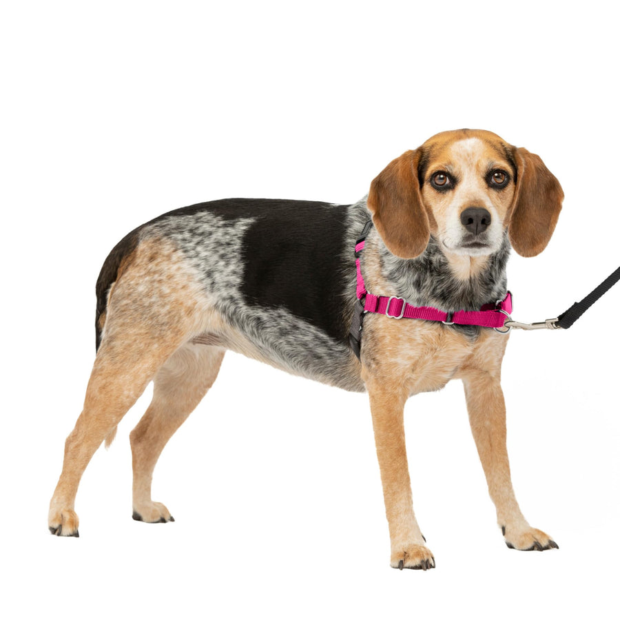 Easy Walk No-Pull Dog Harness - The Ultimate Harness to Help Stop Pulling - Take Control & Teach Better Leash Manners - Helps Prevent Pets Pulling on Walks, Small/Medium, Raspberry/Gray
