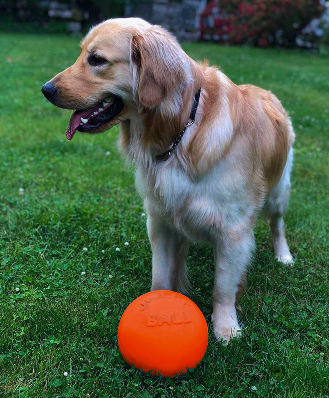 Bounce-n-Play Dog Toy Ball, 8 Inches/Large, Orange, (Model: 2508 OR)