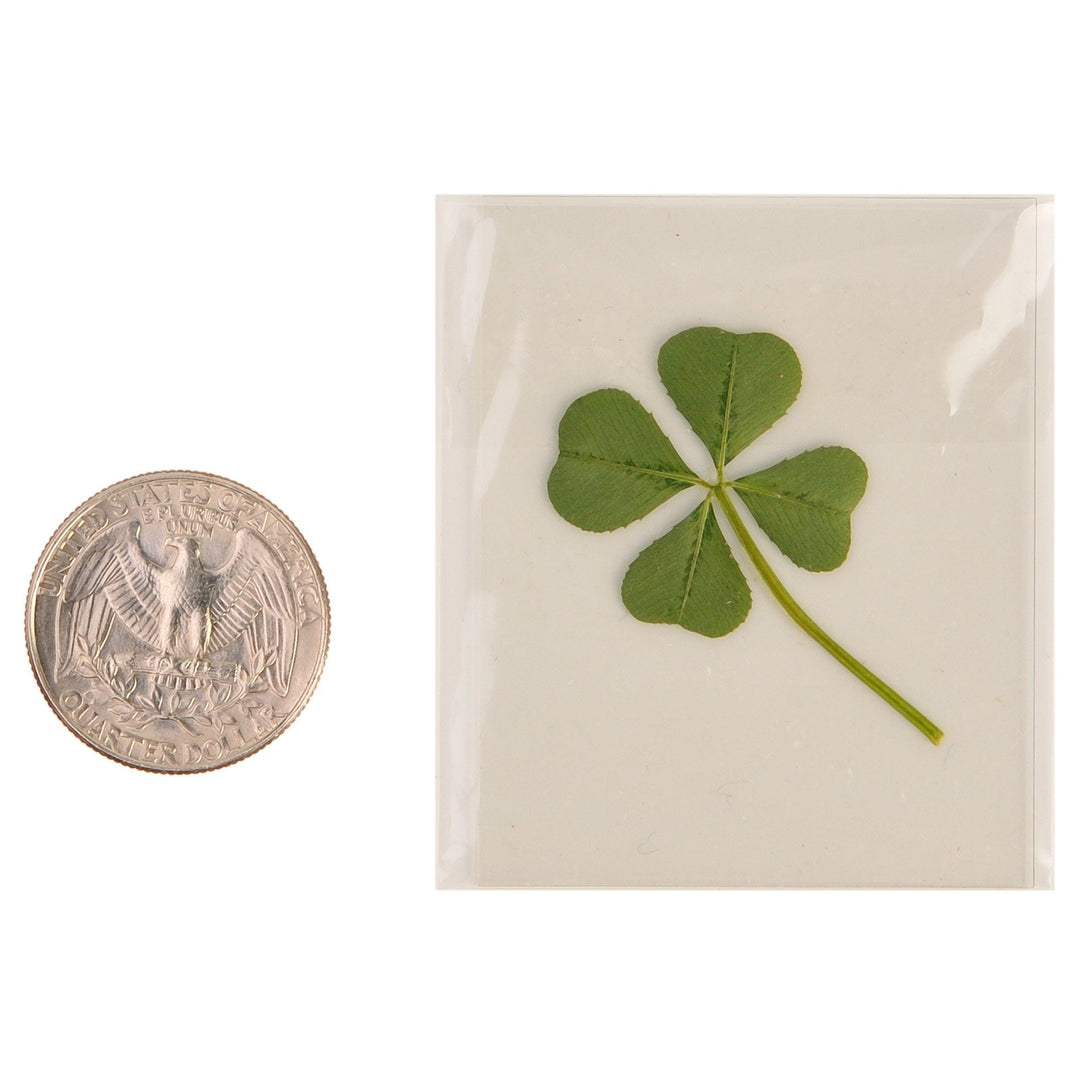Genuine Real 4 Four-Leaf Clover Green Irish Shamrock St. Patric's Day Luucky Charm Pressed Flower Stuff for Favours Supplies DIY Crafts Handmade Art Materials Medium