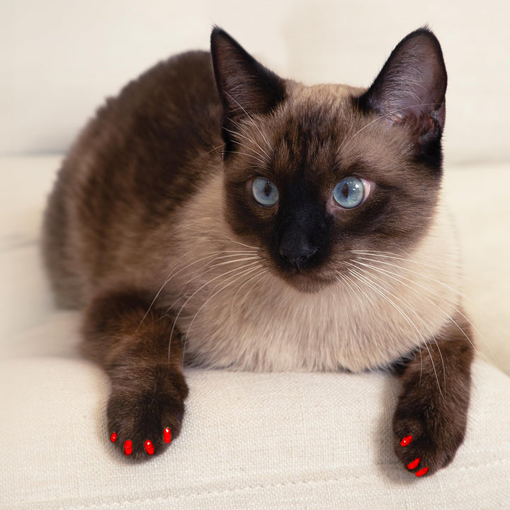 Safe Scratch-Free Solution for Cats - CLS (Cleat Lock System), Size: Medium, Color: Blue