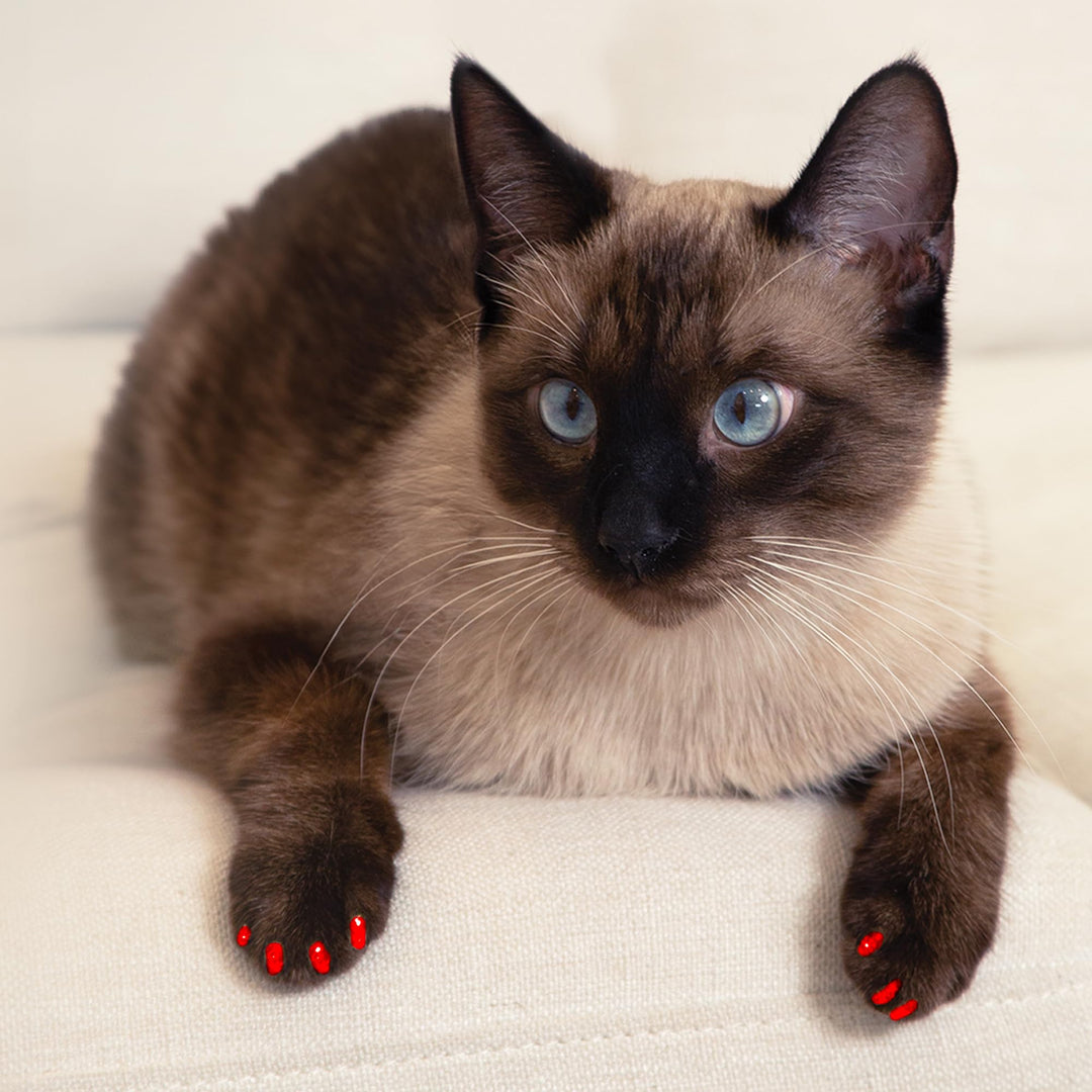 for Cats - CLS (Cleat Lock System), Size Medium, Color Clear