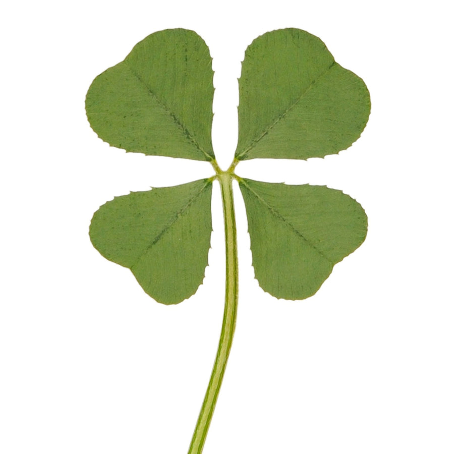 Genuine Real 4 Four-Leaf Clover Green Irish Shamrock St. Patric's Day Luucky Charm Pressed Flower Stuff for Favours Supplies DIY Crafts Handmade Art Materials Medium