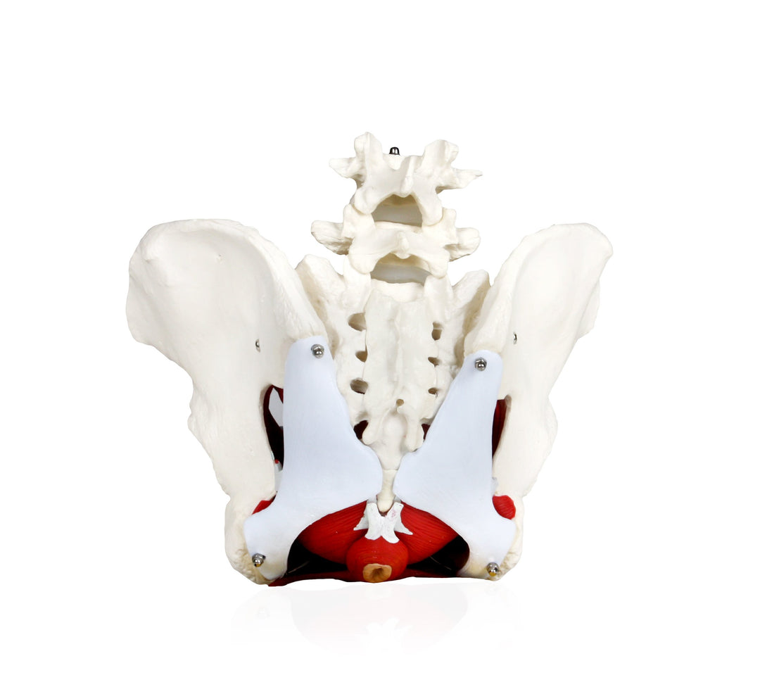 PB00024 Female Pelvis with Organs | Pelvic Floor Muscles and Reproductive Organs | Removable Organs Include Uterus, Colon and Bladder | Includes Detailed Instruction Manual