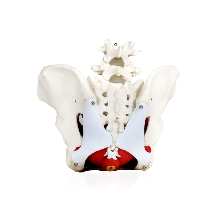PB00024 Female Pelvis with Organs | Pelvic Floor Muscles and Reproductive Organs | Removable Organs Include Uterus, Colon and Bladder | Includes Detailed Instruction Manual