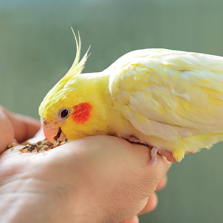 Fiesta Healthy Toppings Papaya Bits For All Pet Birds, 2.5-Oz Bag