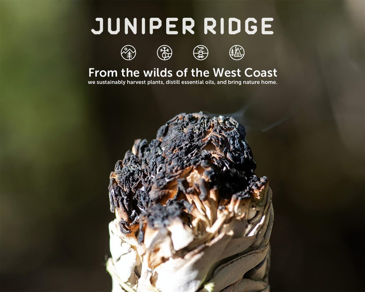 1 California White Sage Ex Large Smudge, Juniper Ridge Wild Harvested Smudge