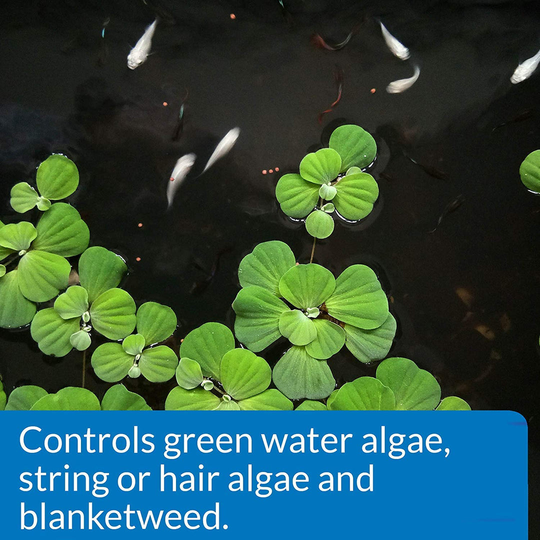 API POND ALGAEFIX Algae Control 64-Ounce Bottle (FF-169D)