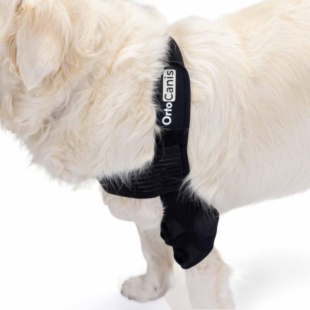 - Elbow Orthosis for Dogs with Elbow Arthritis, Hygromas or Shoulder Dislocation, Size L