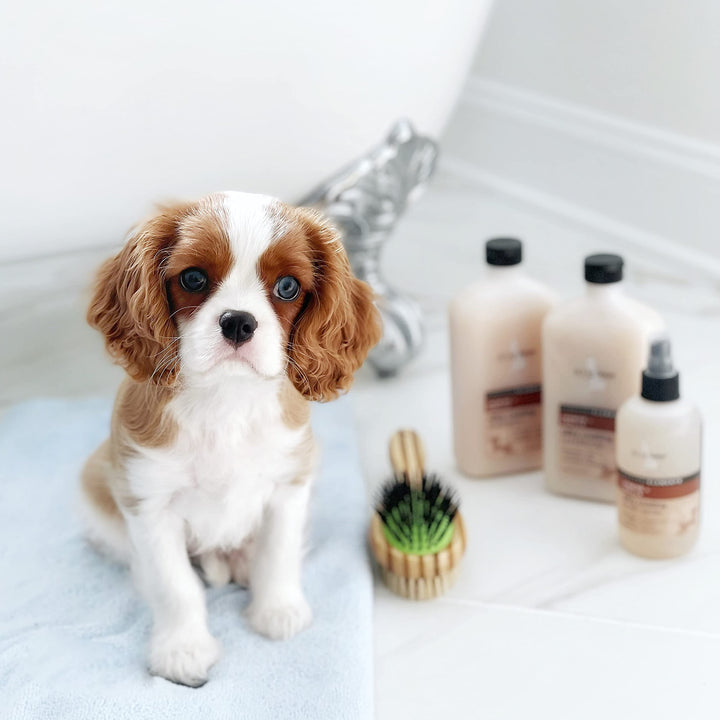- Everyday Elements Silky Coating Conditioner For Dogs - Jasmine + Vanilla - Moisturizing Pet Conditioner With Aloe Leaf Juice For A Softer, Shinier Coat - 16.9 Oz, (711-16oz)