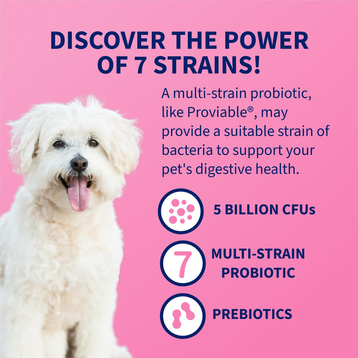 Nutramax Laboratories 30 Count Health Supplement for Cats and Dogs (PROVDC30)