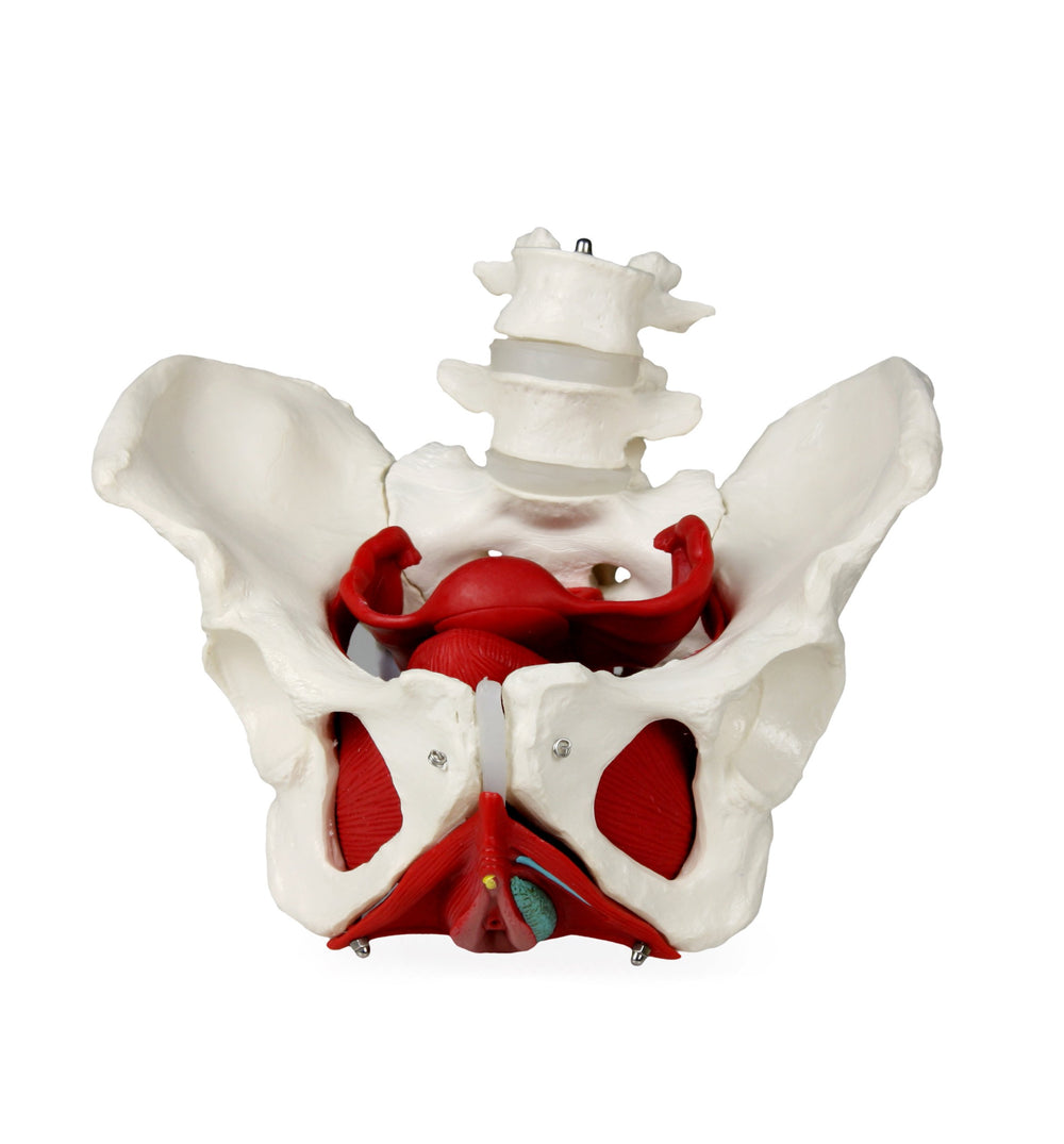 PB00024 Female Pelvis with Organs | Pelvic Floor Muscles and Reproductive Organs | Removable Organs Include Uterus, Colon and Bladder | Includes Detailed Instruction Manual