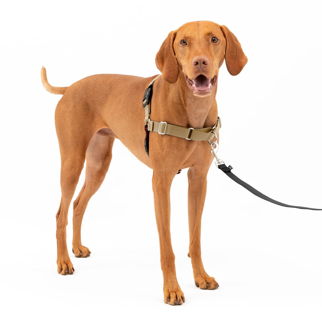 Easy Walk No-Pull Dog Harness - The Ultimate Harness to Help Stop Pulling - Take Control & Teach Better Leash Manners - Helps Prevent Pets Pulling on Walks, Medium, Fawn/Brown