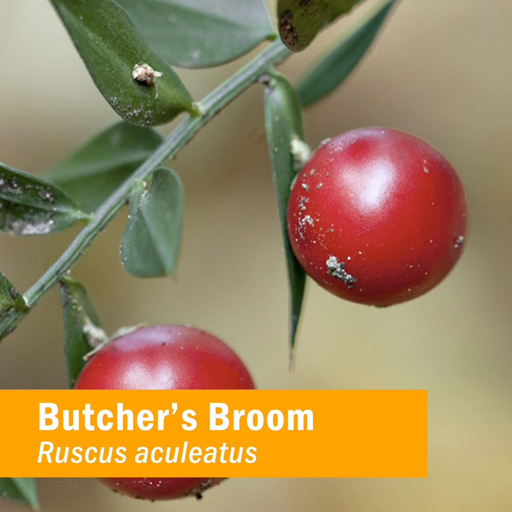 Butcher's Broom Liquid Extract for Cardiovascular and Circulatory Support - 4 Ounce