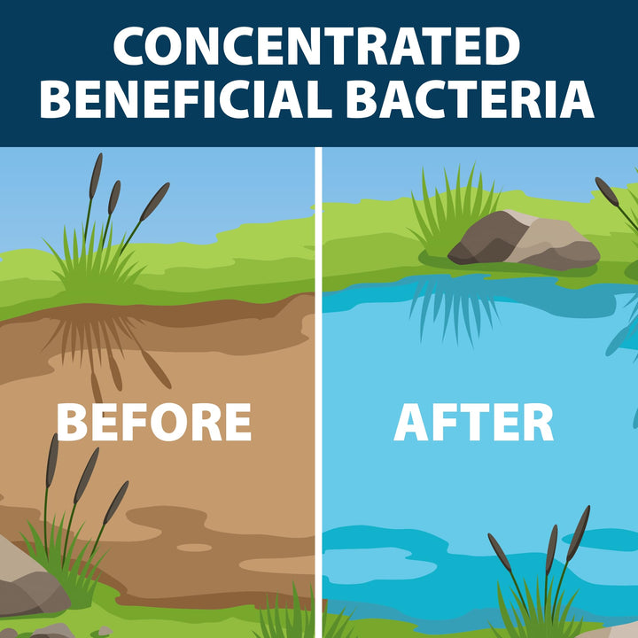 MuckAway Natural Beneficial Bacteria for Outdoor Ponds & Lakes, Muck, Sludge & Noxious Odor Solution, Easy to use Enzyme Tablets, Cleaner Beach & Shoreline, Fish, Pet & Wildlife Safe, 48 Scoops