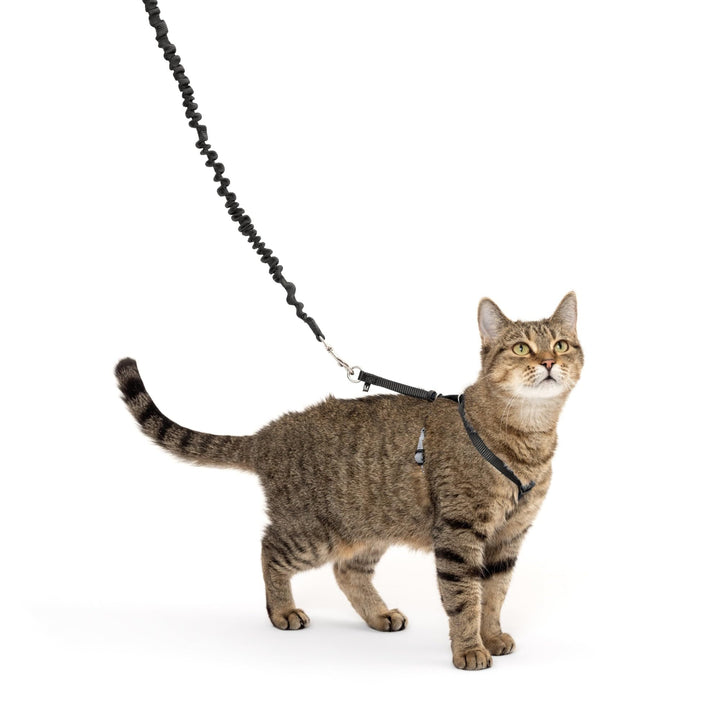 Come with Me Kitty Harness and Bungee Leash, Medium, Black
