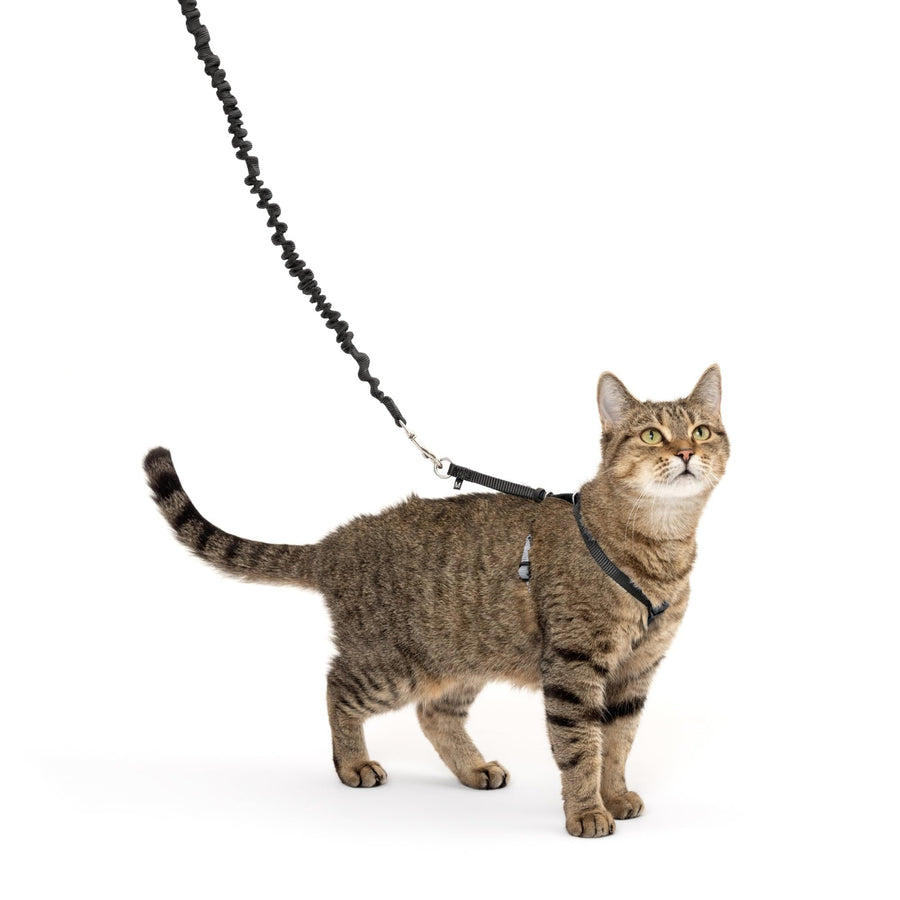 Come with Me Kitty Harness and Bungee Leash, Medium, Black