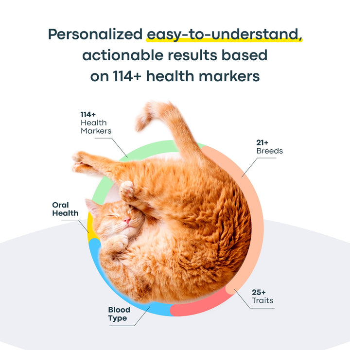 Cat DNA Test Kit - Comprehensive Breed, Health and Dental Analysis Across 114 Traits for Accurate and Easy-to-Use Genetic Insights
