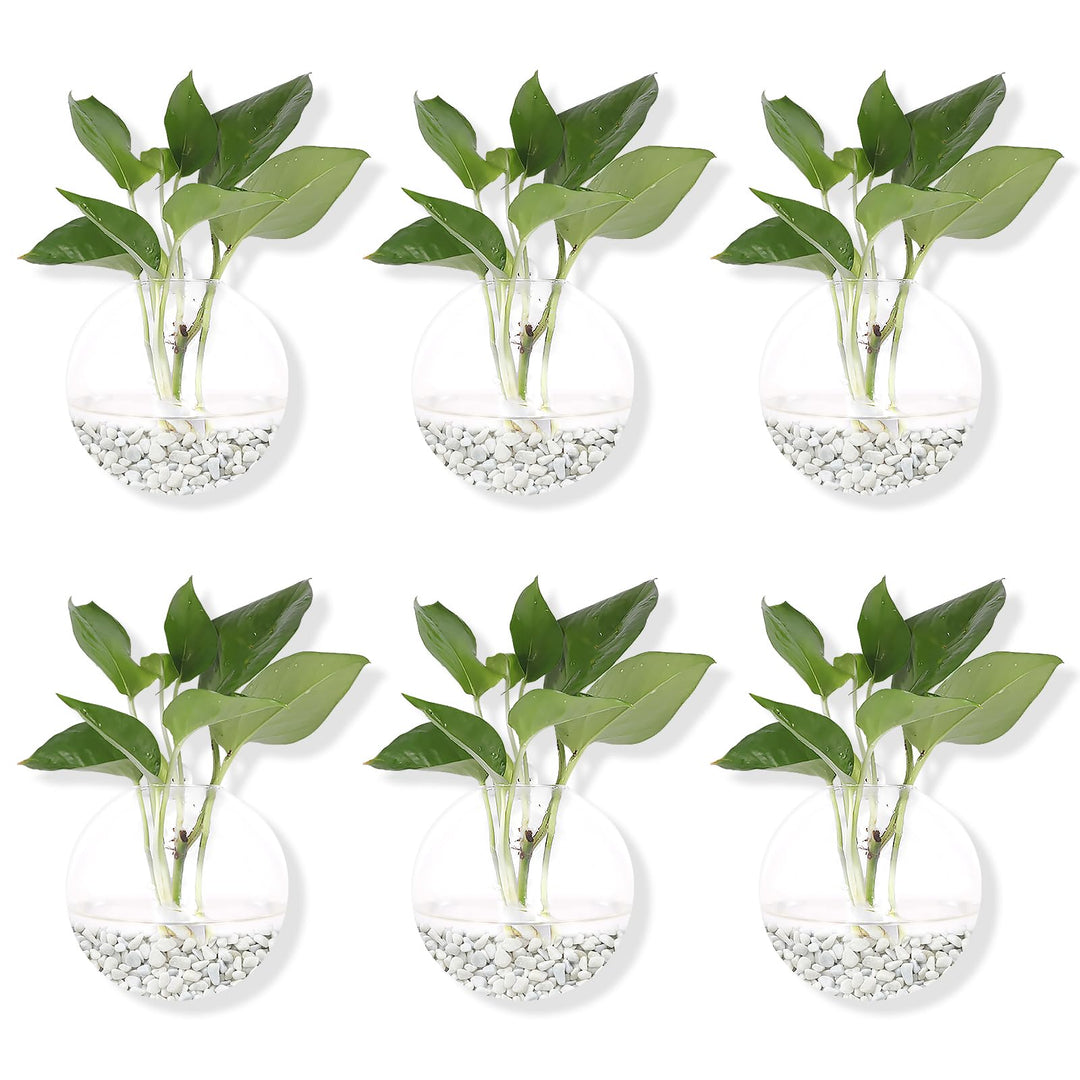 Pack of 6 Glass Planters Wall Hanging Planters Round Glass Plant Pots Hanging Air Plant Pots Flower Vase Air Plant Terrariums Wall Hanging Plant Container, 12 cm Diameter
