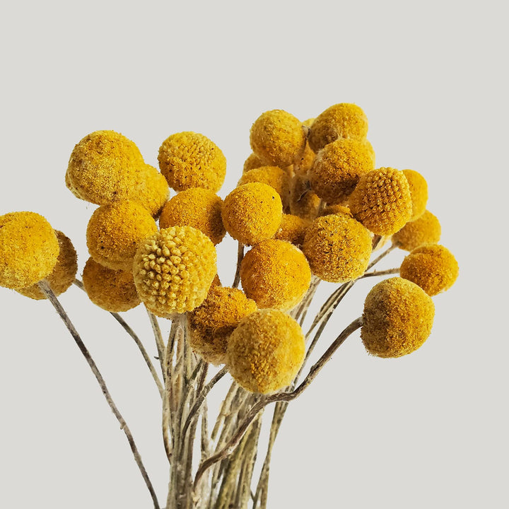 Dried Craspedia Yellow Billy Balls 40 Stems, 1-1.5 inch in Diameter, Dried Flower Branch for DIY Flower Arrangements Home Decor