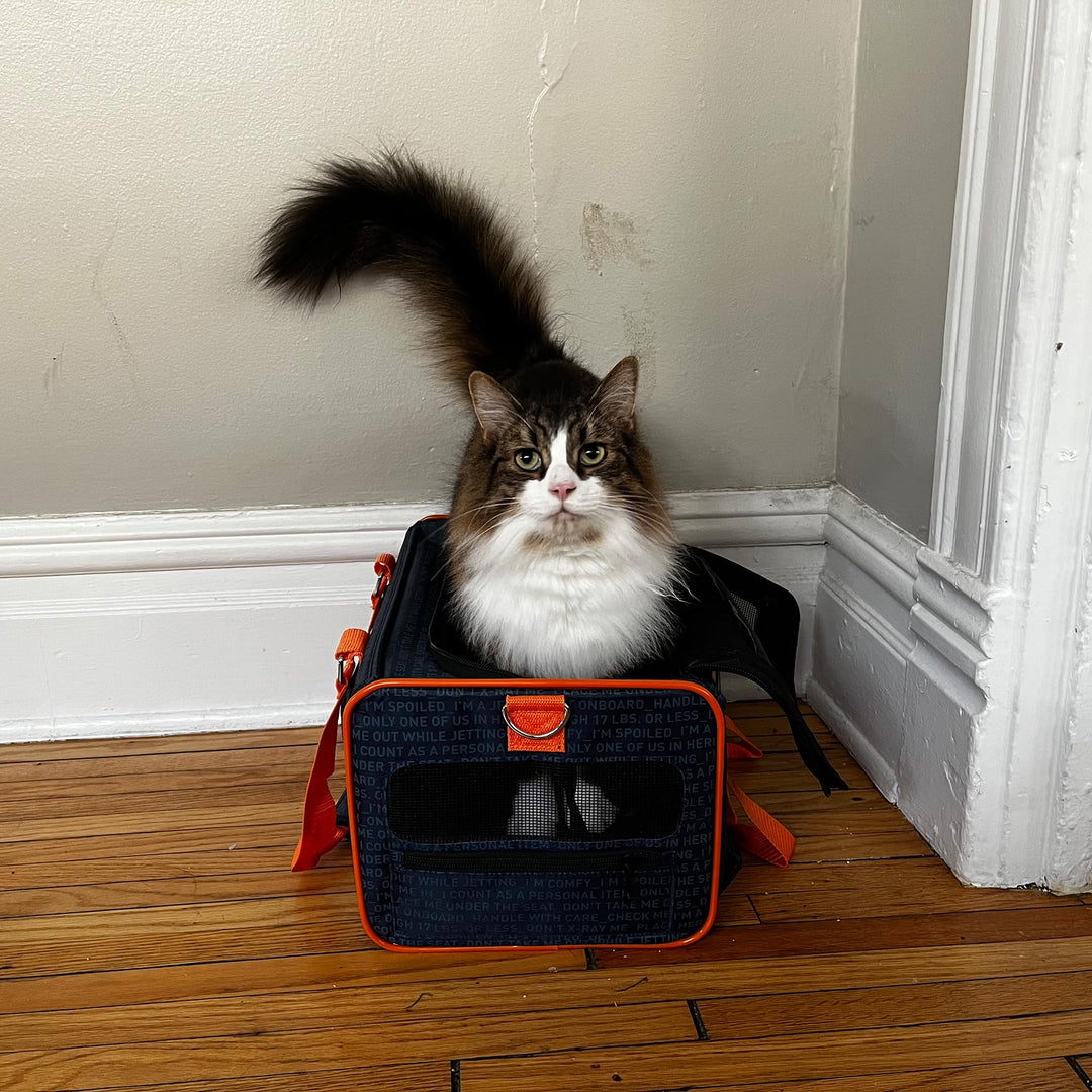 Official Pet Carrier of JetBlue Airlines Blue 16 inches