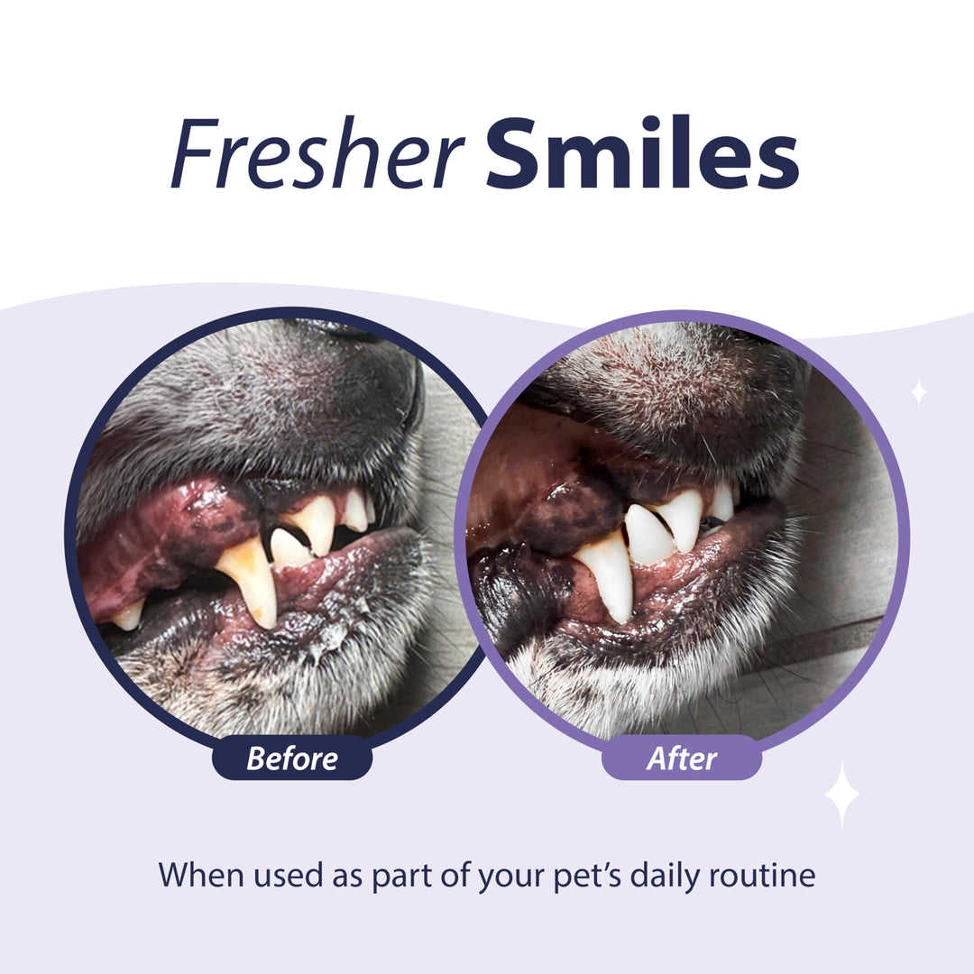 Advanced Plaque and Tartar Water Additive, 17oz – Dog Teeth Cleaning Formula to Freshen Breath and Improve Cat & Dog Dental Care