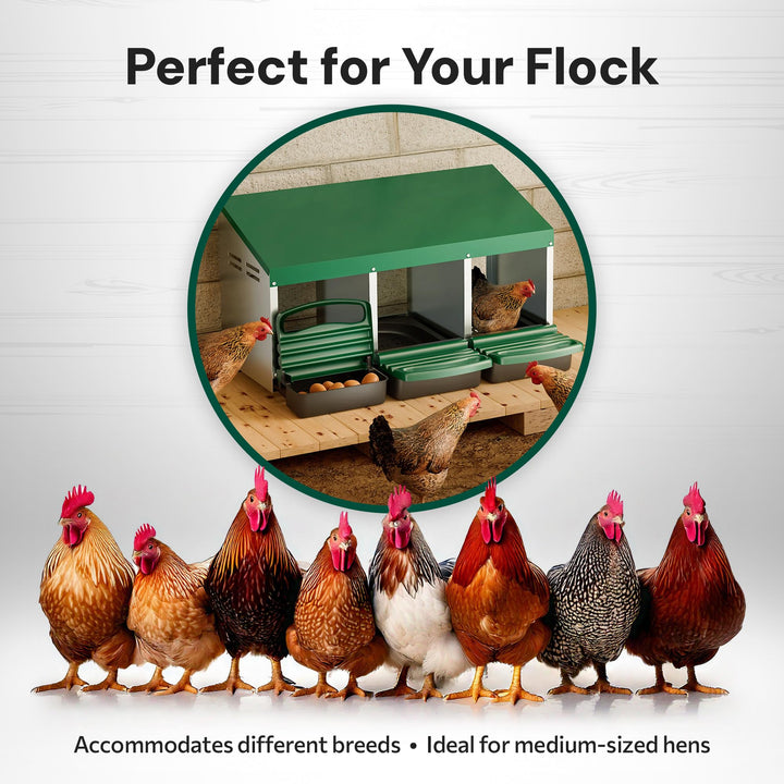 3 Compartment, Forward Rollout & Rollaway, Hen & Chicken Nesting Box with Integrated Perch and Protective Egg Laying Collection Lids