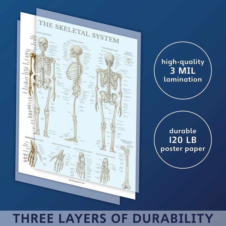 3 Pack - Muscle + Skeleton + Lymphatic System Anatomy Poster Set - Muscular and Skeletal System Anatomical Charts - Laminated - 18 x 24