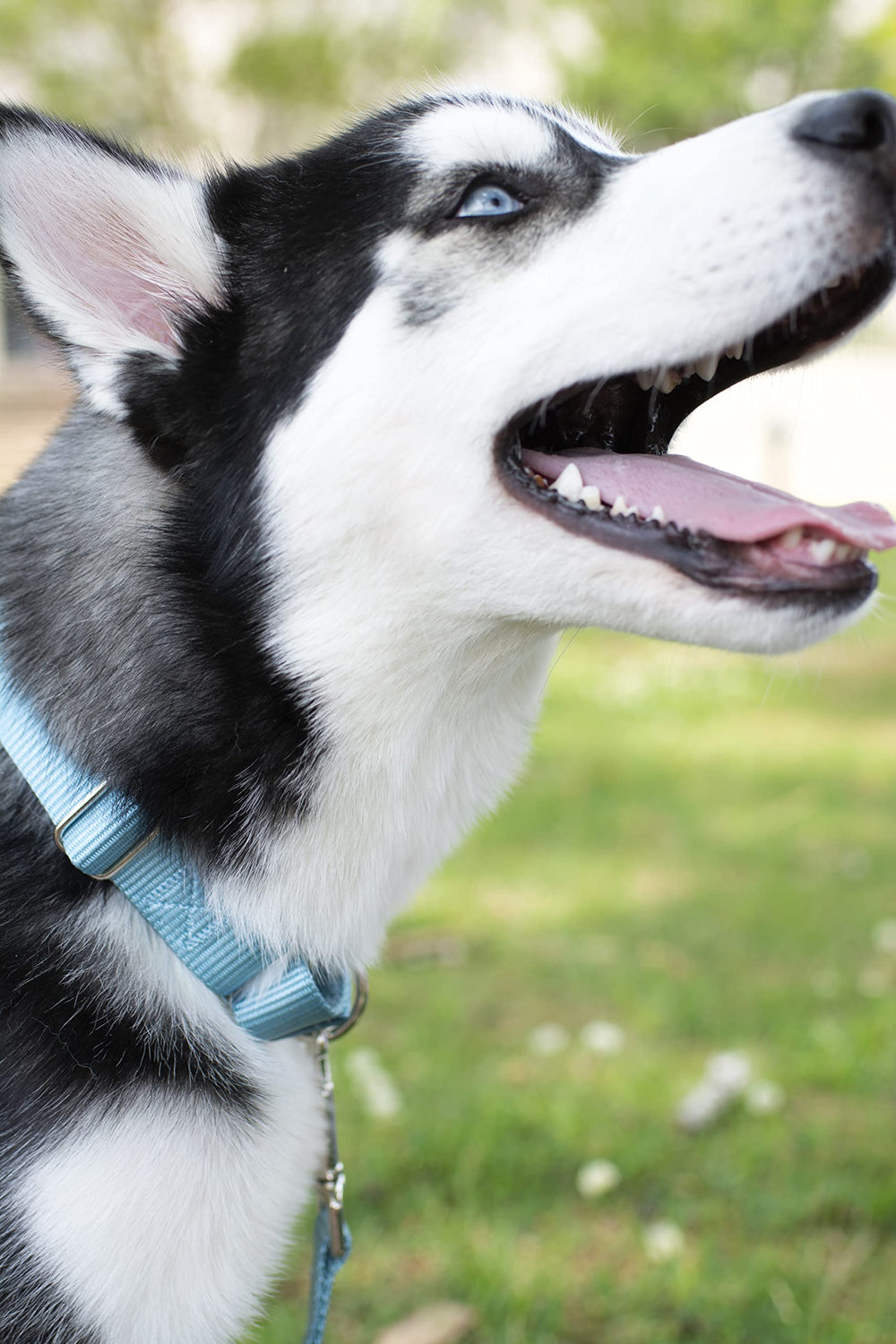 Country Brook Petz Martingale Dog Collar - Heavy-Duty Training Collar with No Buckle - Service Dog Collar for All Pups - Vibrant, Colorful Collection (Ocean Blue, 1 Inch, Large)