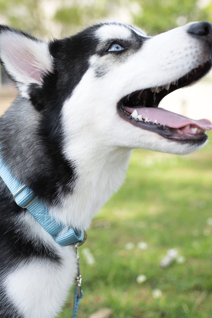 Country Brook Petz Martingale Dog Collar - Heavy-Duty Training Collar with No Buckle - Service Dog Collar for All Pups - Vibrant, Colorful Collection (Ocean Blue, 1 Inch, Large)