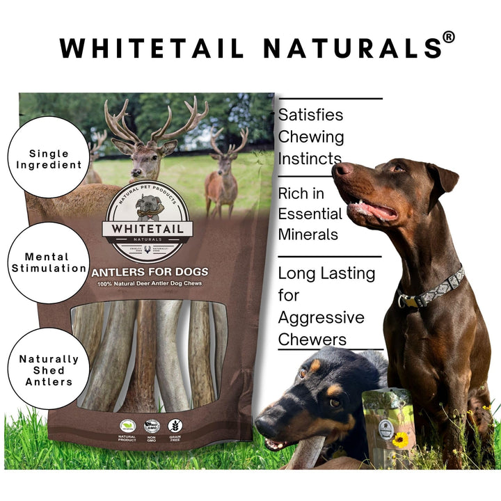 - Antlers for Small Dogs (6 Pack) Deer Antler Dog Chew Bones for Small Aggressive Chewers - Long Lasting Horn Chew Toys - Naturally Shed