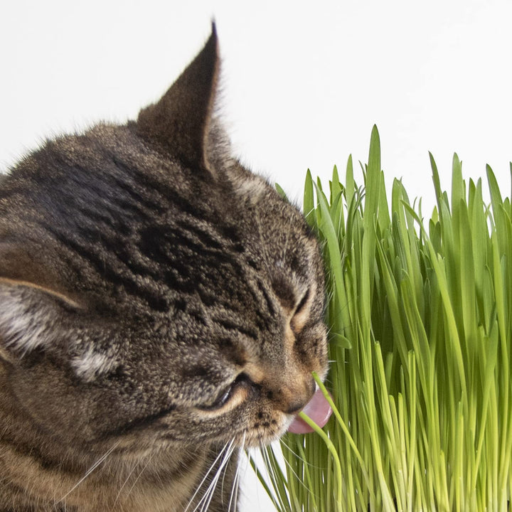 Sweet Greens Cat Grass Seed Grow Kit - 1 Ounce