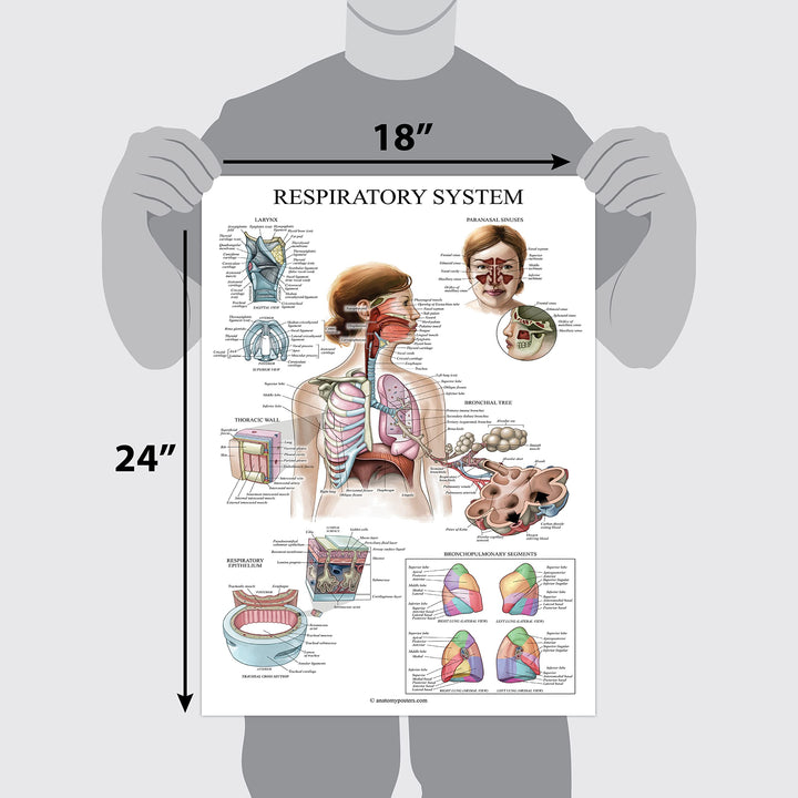Laminated Respiratory System Anatomical Chart - Lung Anatomy Poster - 18 x 24