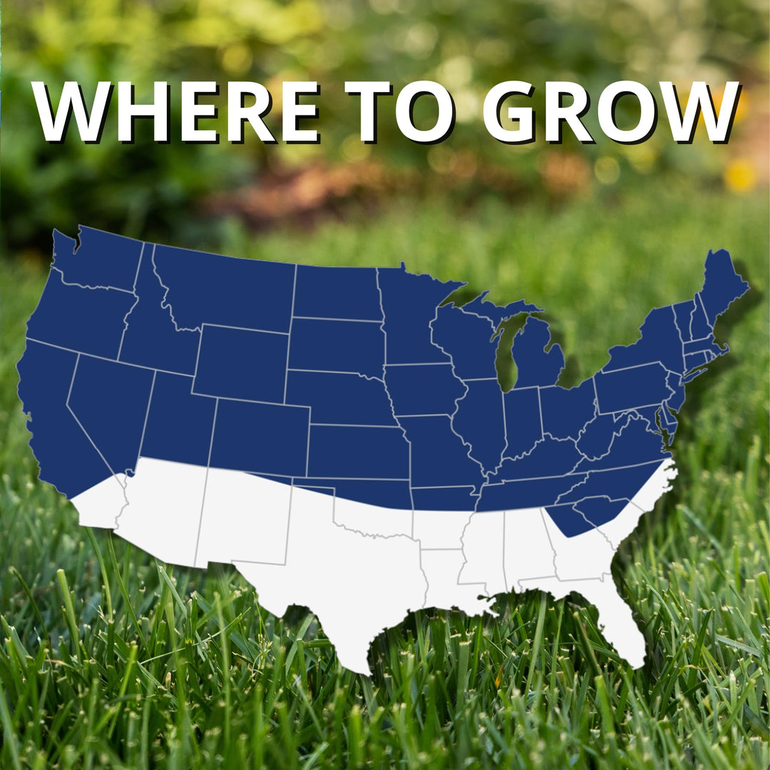 (10323) Black Beauty Ultra Grass Seed - Cool Season Lawn Seed (25 lb)