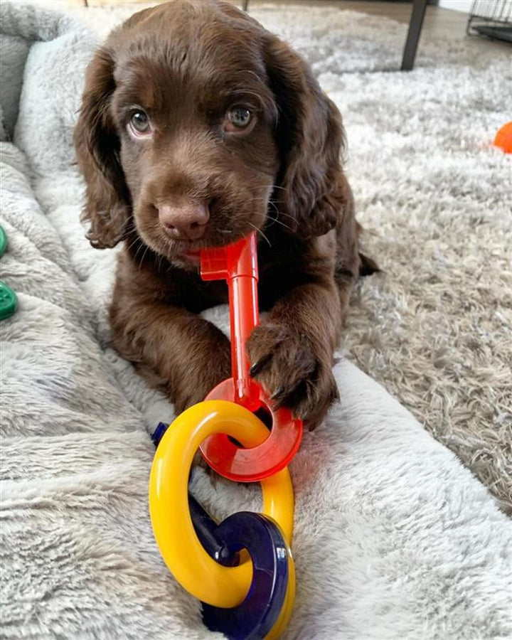 Puppy Chew Key Ring Toy, Toys for Teething Puppies, Multi Color, Bacon Flavor, Medium - Up to 35 lbs, 1 Count