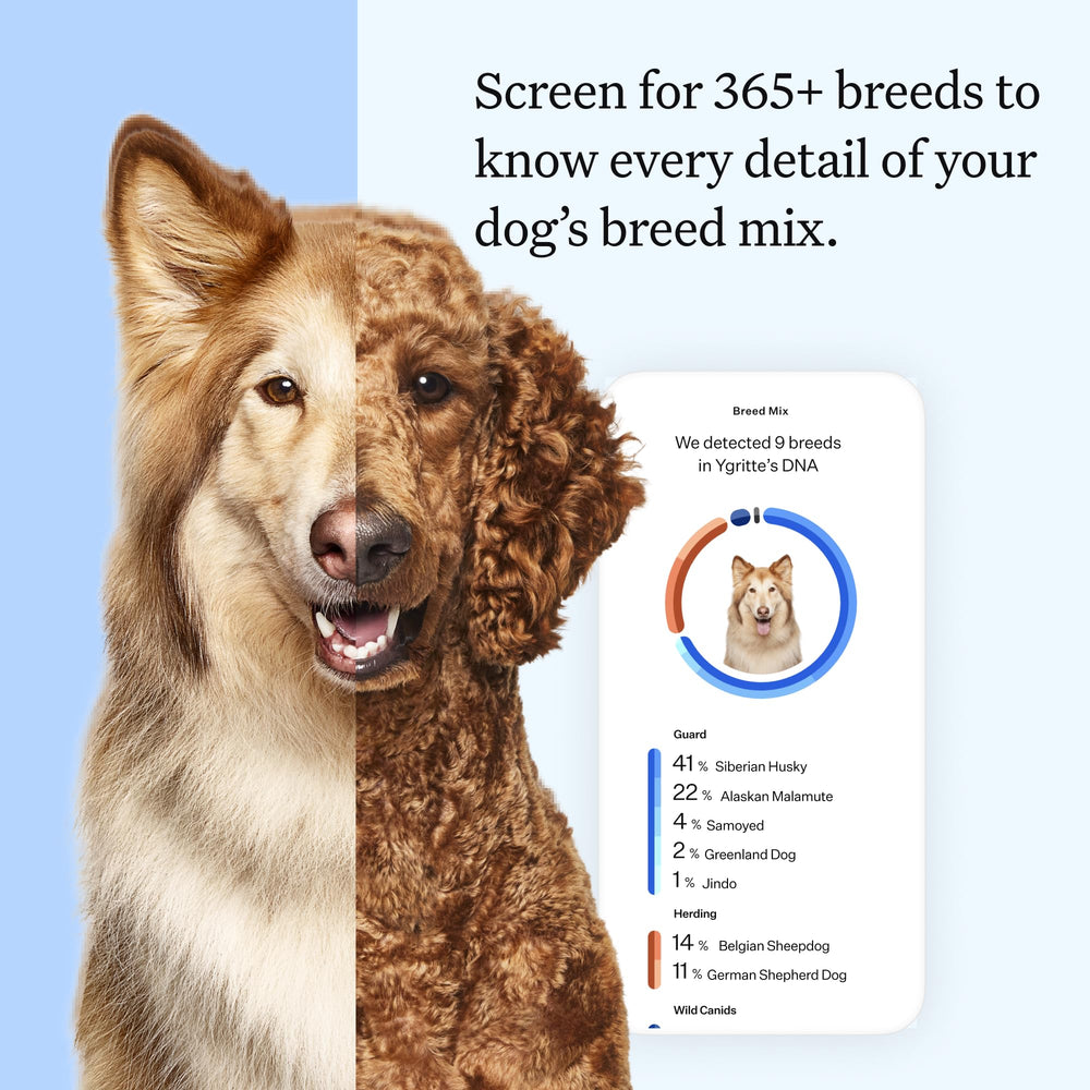 Panel Essential Dog DNA Kit: Most Accurate Test for 365+ Breeds, 30 Genetic Health Conditions, 50+ Traits, Relatives, Ancestry - 2 Pack