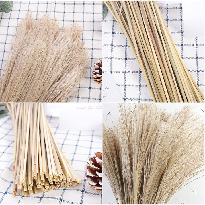 OSWL Nature Dried Pampas Grass Decorations - Natural Phragmites Dried Flowers DIY Home Decor Grass Suitable for Home Decoration Flower Bouquet Props Home Party Wedding Decor 100 Pcs, 27.5IN