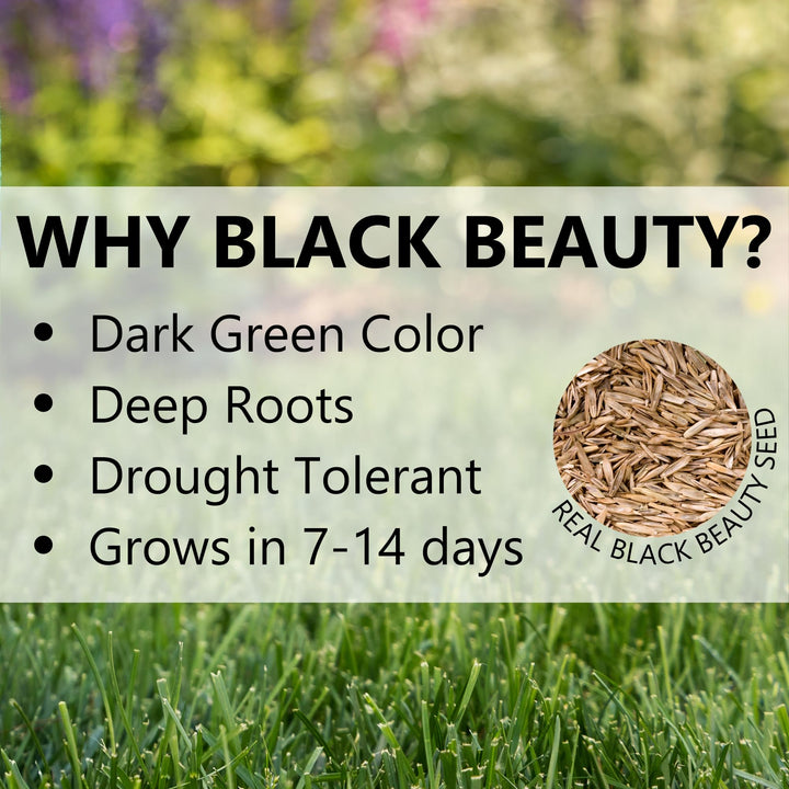 (10323) Black Beauty Ultra Grass Seed - Cool Season Lawn Seed (25 lb)