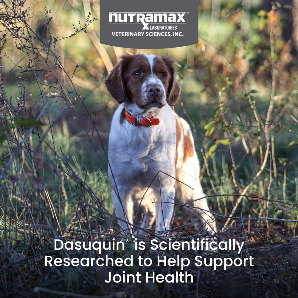 Nutramax Dasuquin with MSM Joint Health Supplement for Small to Medium Dogs - With Glucosamine, MSM, Chondroitin, ASU, Boswellia Serrata Extract, and Green Tea Extract, 150 Chewable Tablets