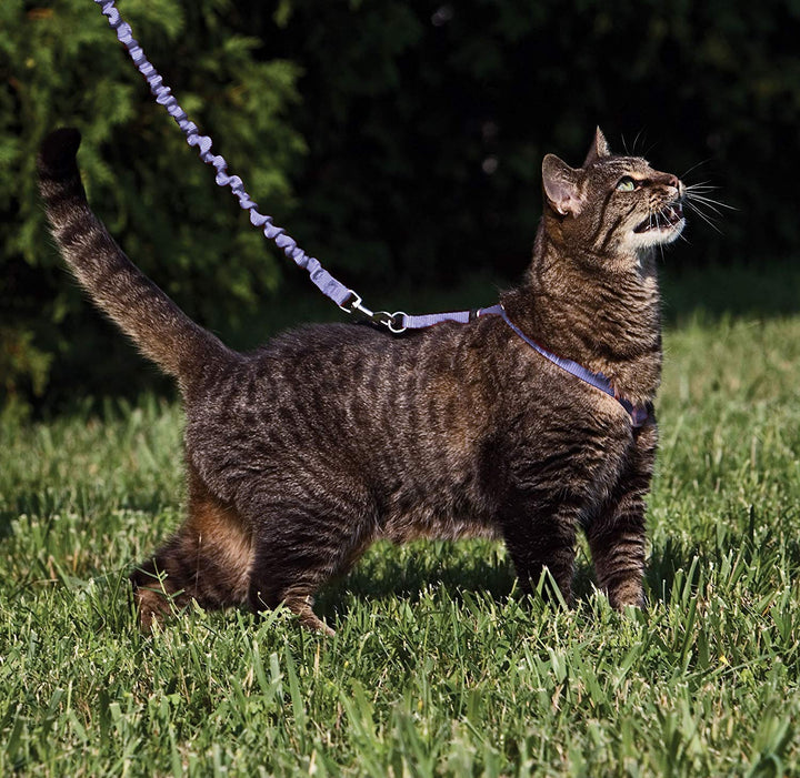 Come with Me Kitty Harness and Bungee Leash, Large, Lilac